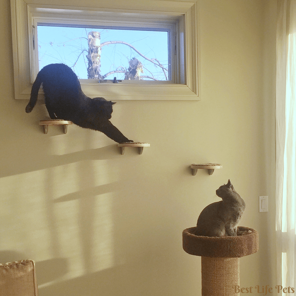 Why Cats Need to Exercise – Meow Mini Mart