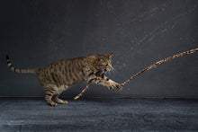 Load image into Gallery viewer, Cat Charmer Jungle Wand Cat Toy
