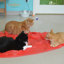 Load image into Gallery viewer, Magic Carpet - Play Tent for Cats