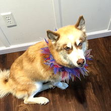 Load image into Gallery viewer, Patriotic Dots Decorative Pet Collar - Medium