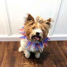 Load image into Gallery viewer, Patriotic Dots Decorative Pet Collar - Small