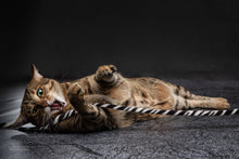 Load image into Gallery viewer, Cat Charmer Jungle Wand Cat Toy