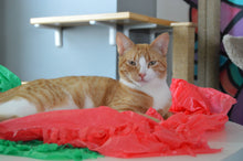 Load image into Gallery viewer, Magic Carpet - Play Tent for Cats