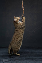 Load image into Gallery viewer, Cat Charmer Jungle Wand Cat Toy