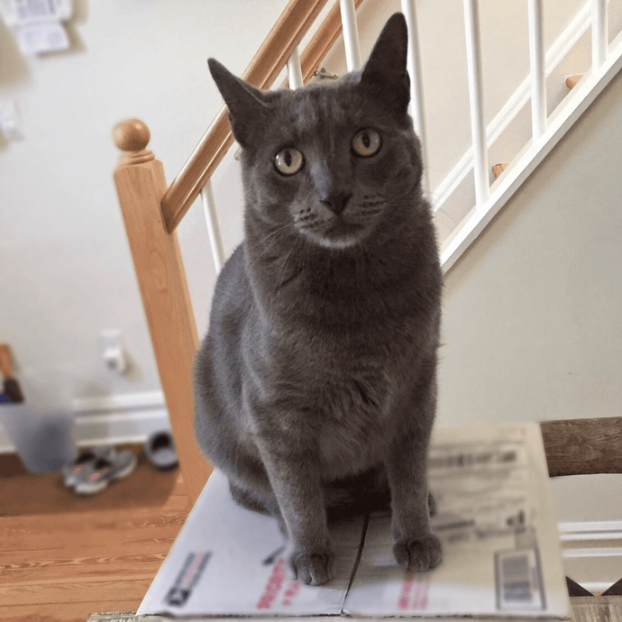 The Benefits of Routine Cat Brushing