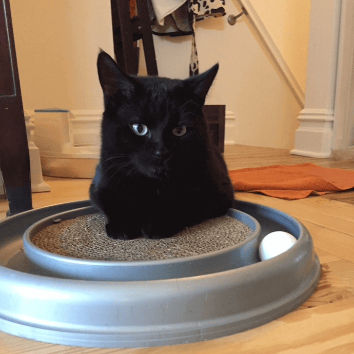 Tips For Handling An Energetic Kitten