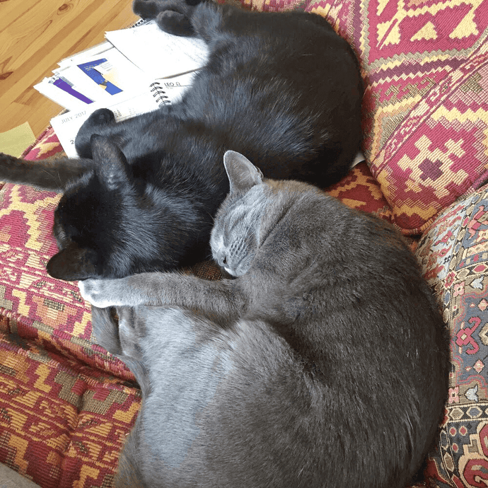 The Ultimate Guide to Your Cat's Purr