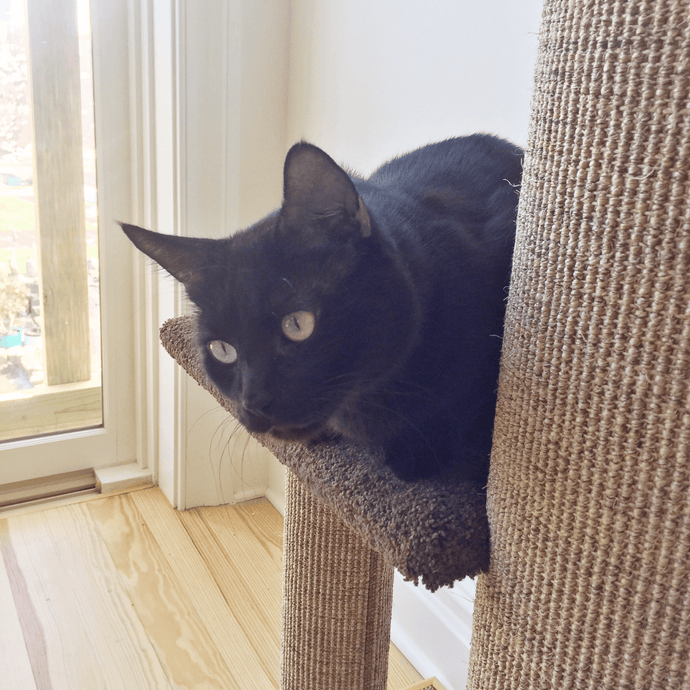 February Is Pet Dental Health Month