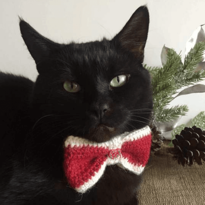 Remember to Cat-Proof Your Holiday Floral Decorations