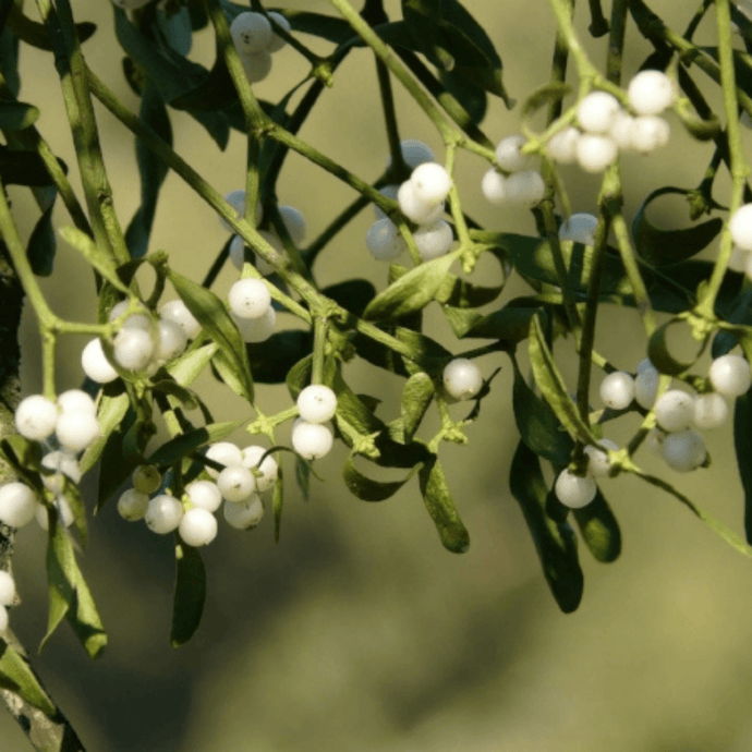 Christmas Plants That Your Cat MUST Stay Away From