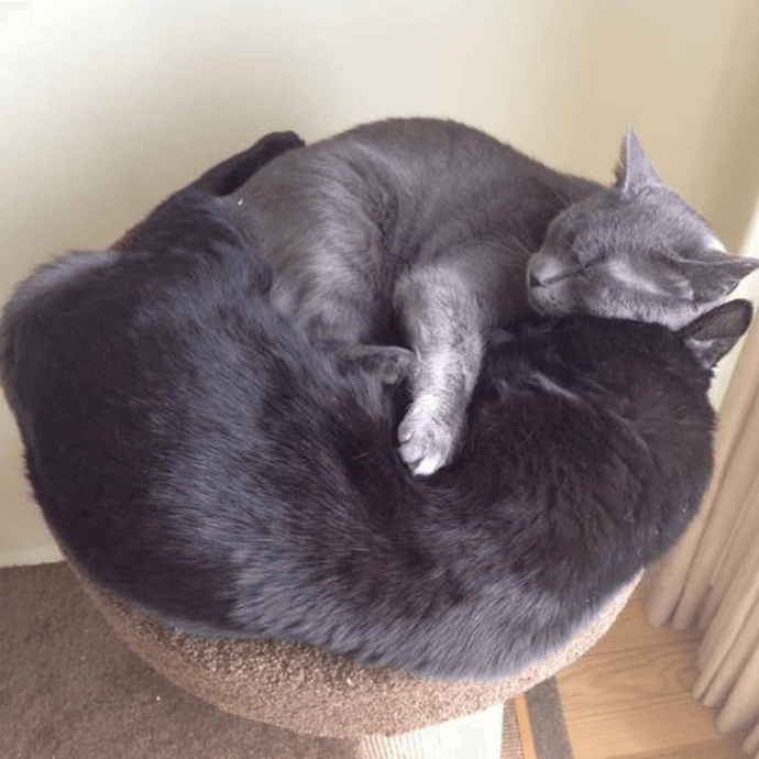 Important Questions For Your Next Vet Visit