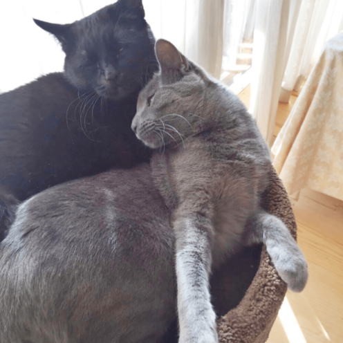 September is Happy, Healthy Cat Month!