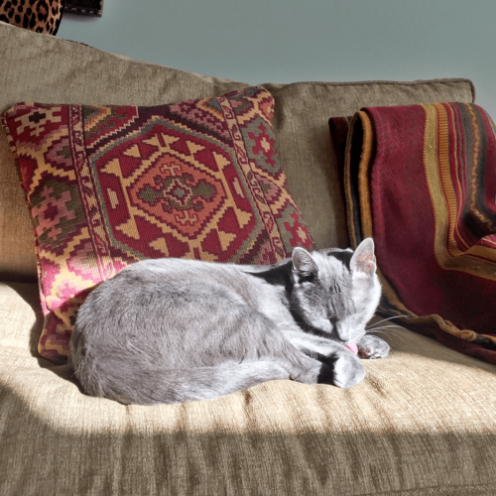 April Is Pet First Aid Awareness Month