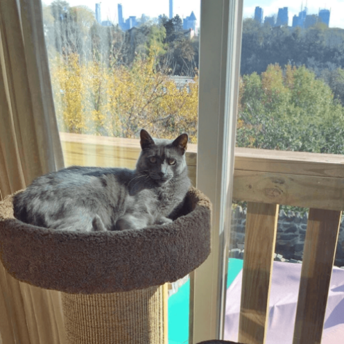 A Unique Japanese Method to Find a Lost Cat