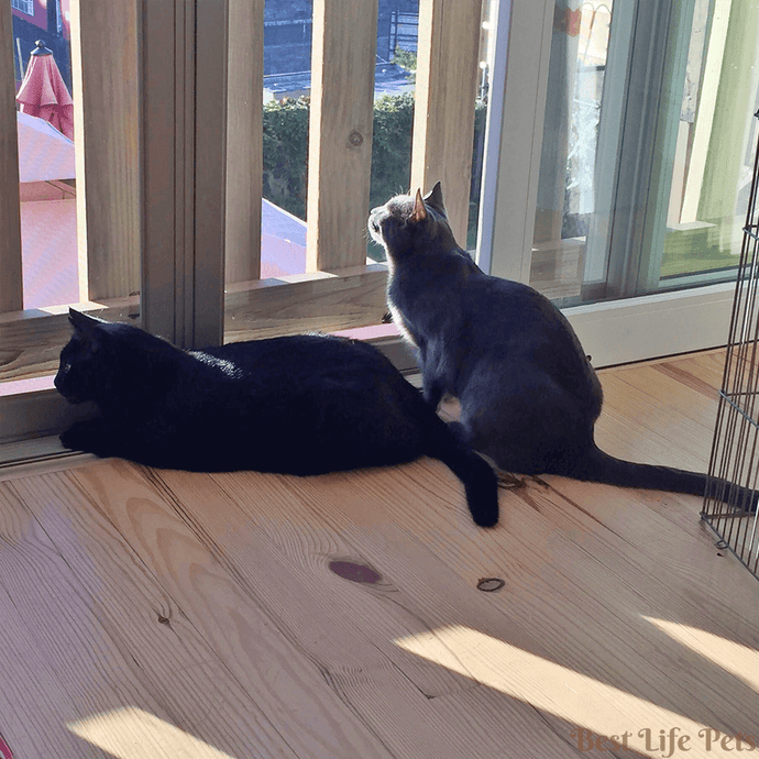 Keep Your Cat Safe Outdoors