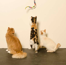 Load image into Gallery viewer, Cat Dancer Products, Inc. - Cat Dancer Cat Charmer Cat Toy
